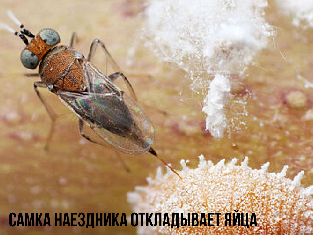 Энтомофаги для комнатных растений: кто они и как использовать